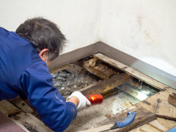 Best Black Mold Removal  in Dland, MI