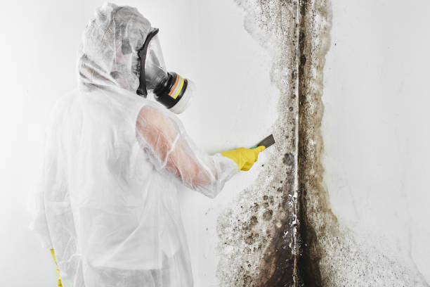 Professional Mold Removal in Midland, MI