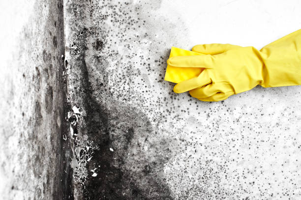 Best Fast Mold Removal  in Dland, MI