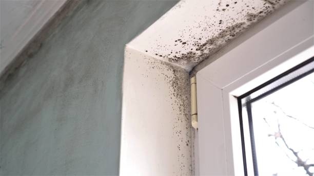 Best Mold Removal Company Near Me  in Dland, MI