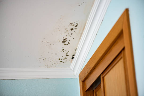 Best Mold Remediation  in Dland, MI