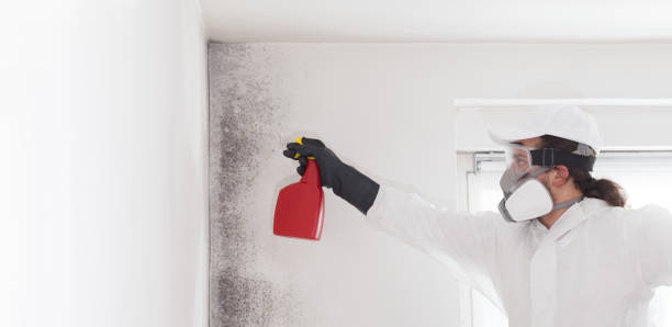 Best Mold Removal Company Near Me  in Dland, MI