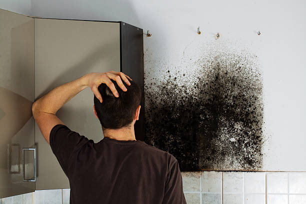 Best Best Mold Removal Companies  in Dland, MI