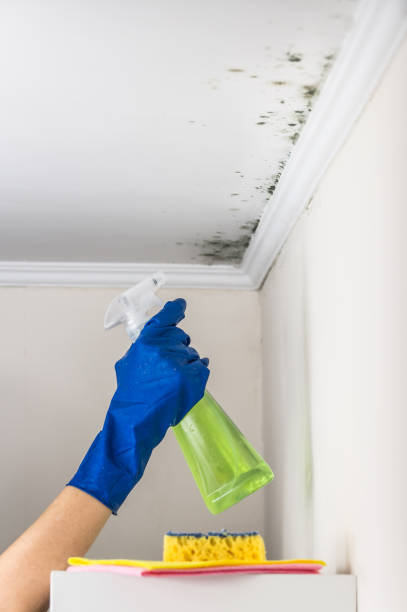 Best Crawl Space Mold Removal  in Dland, MI