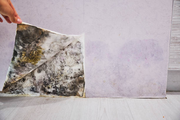 Best Attic Mold Removal  in Dland, MI